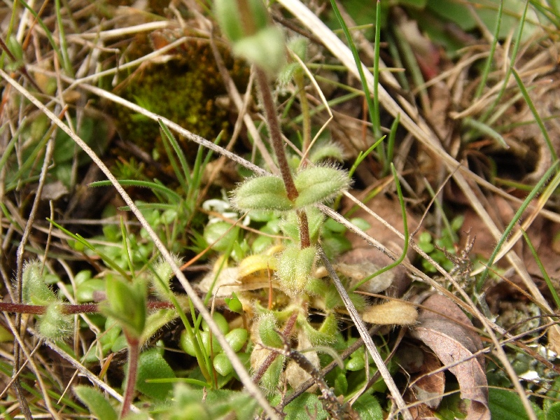 Fiore 3 da determinare - Cerastium sp.